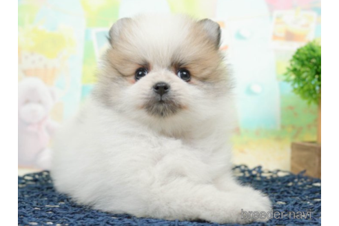 成約済の千葉県のポメラニアン-219705の2枚目